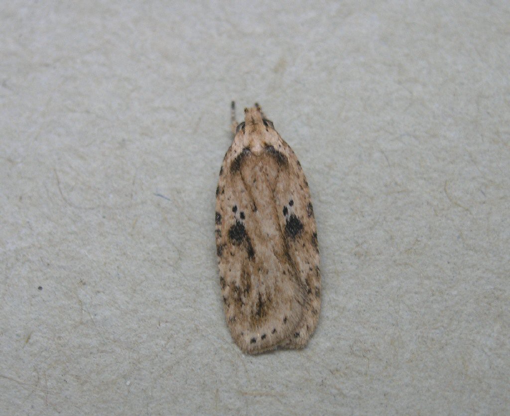 Brown House-moth (Hofmannophila pseudospretella)