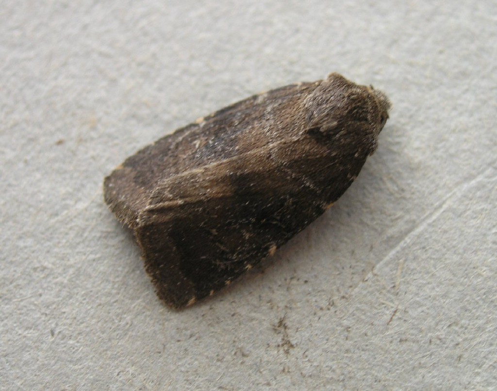 Brown Rustic (Rusina ferruginea)