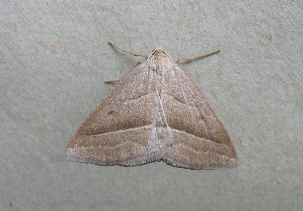 Brown Silver-line (Petrophora chlorosata)