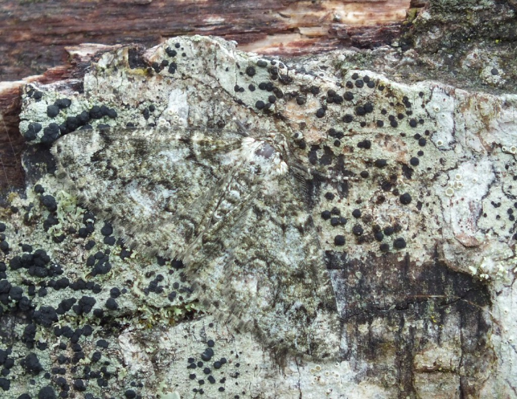 Brussels Lace (Cleorodes lichenaria)