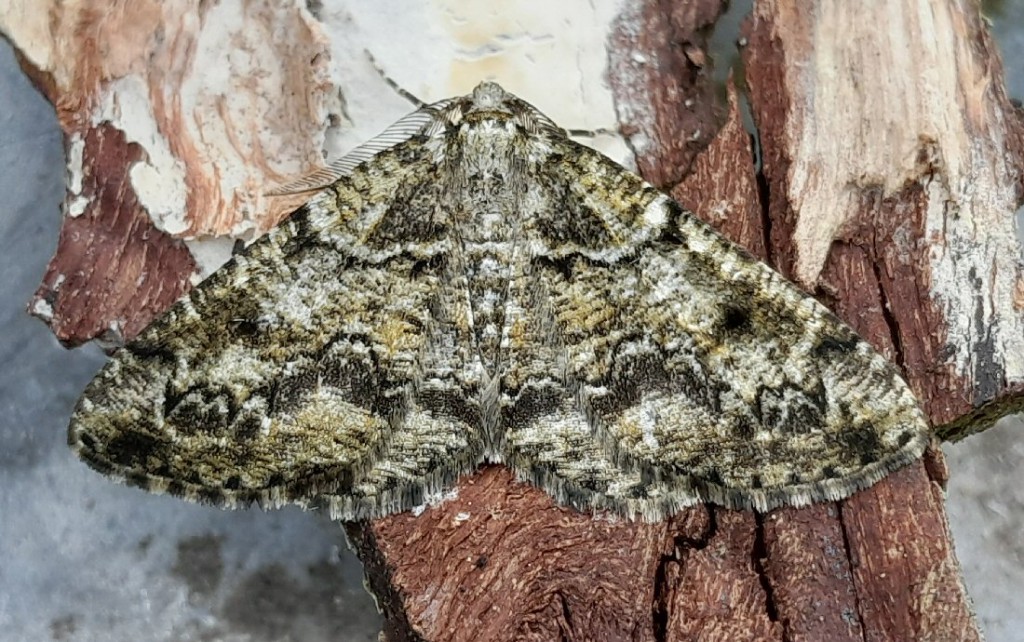 Brussels Lace (Cleorodes lichenaria)