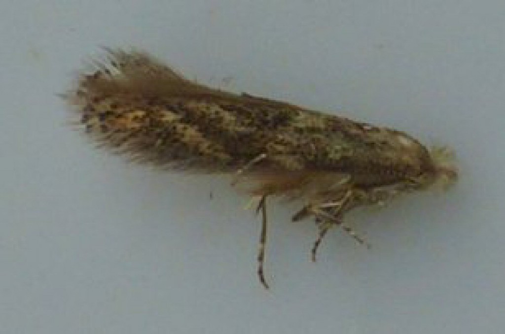 (Bucculatrix demaryella)