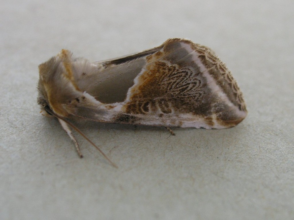 Buff Arches (Habrosyne pyritoides)