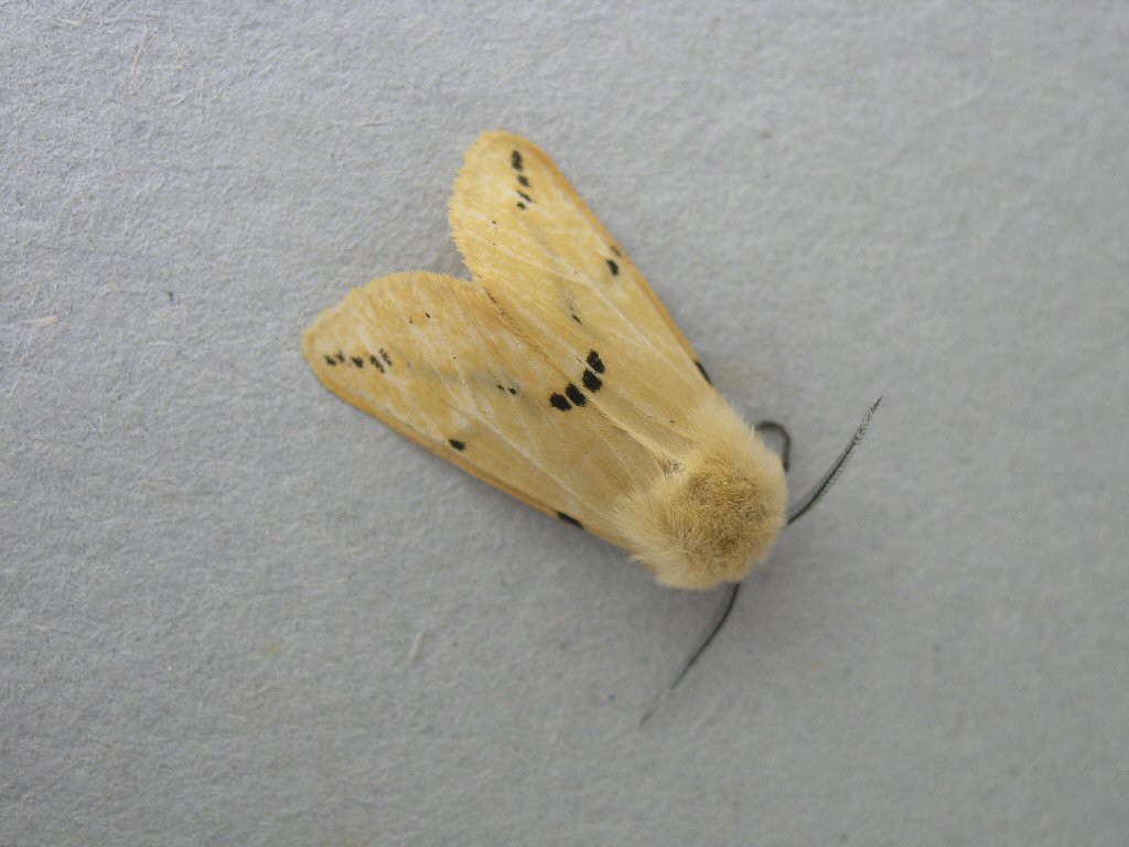 Buff Ermine (Spilosoma lutea)