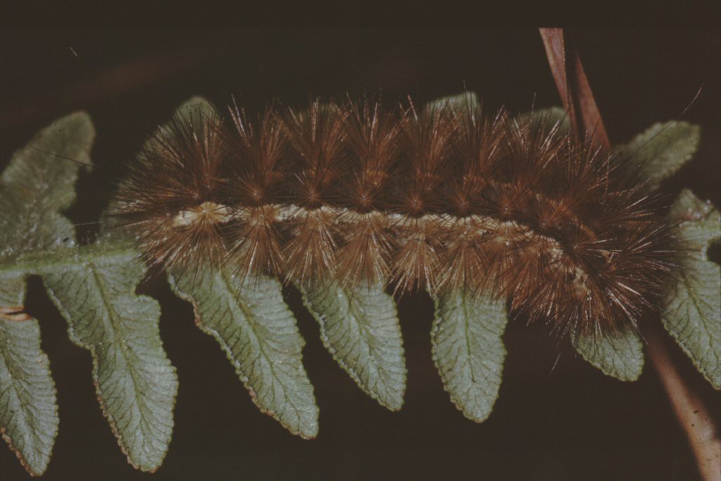 Buff Ermine (Spilosoma lutea)