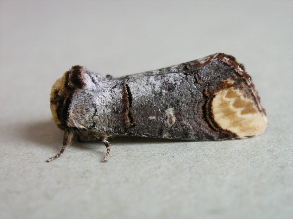 Buff-tip (Phalera bucephala)