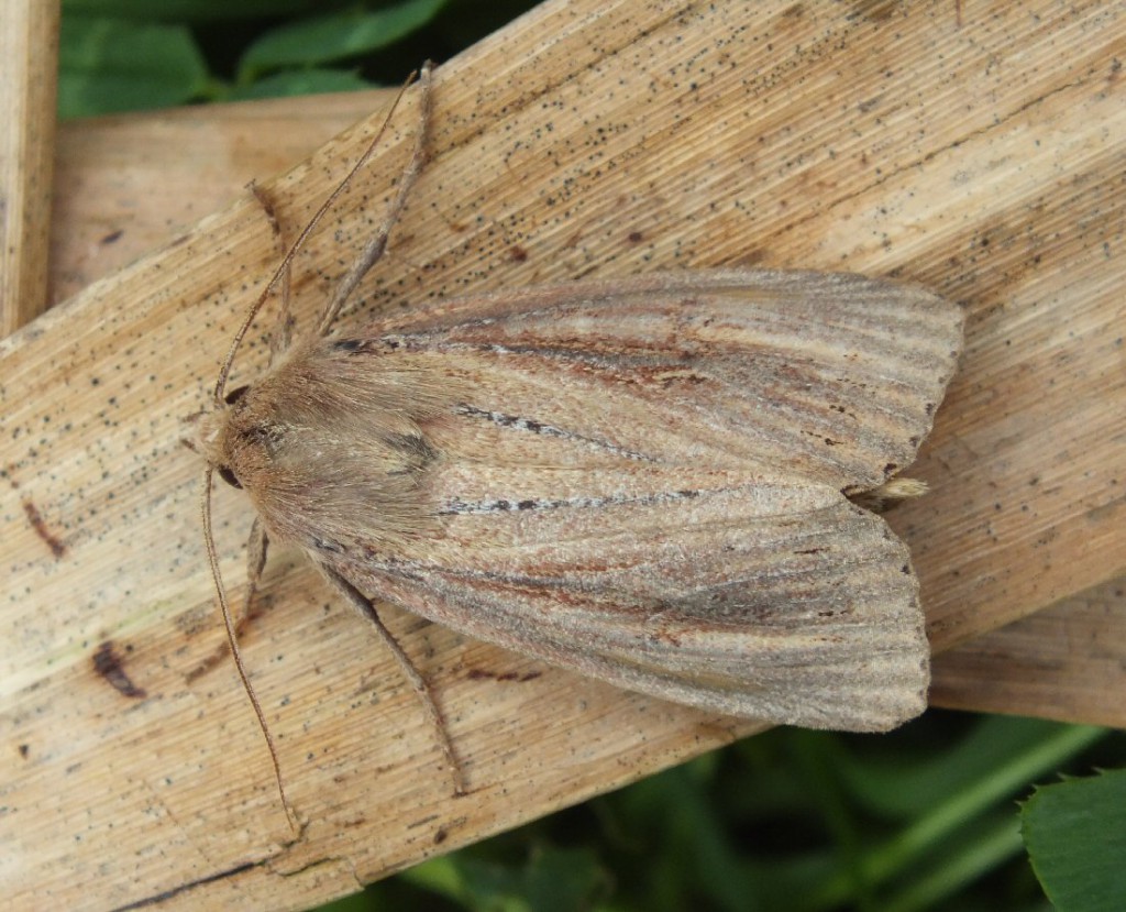 Bulrush Wainscot (Nonagria typhae)