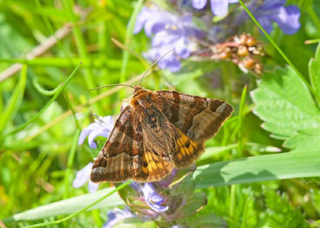 Burnet Companion (Euclidia glyphica)