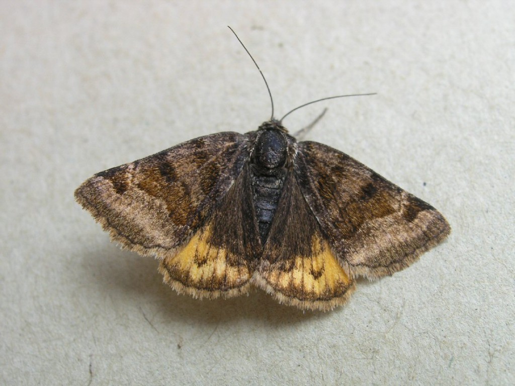 Burnet Companion (Euclidia glyphica)