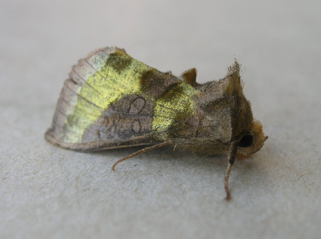 Burnished Brass (Diachrysia chrysitis)
