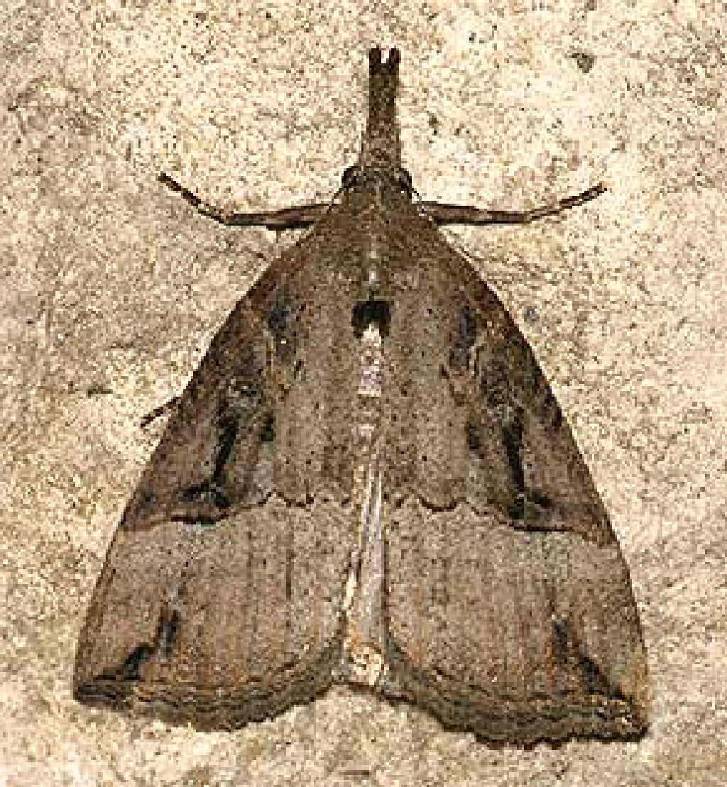Buttoned Snout (Hypena rostralis)