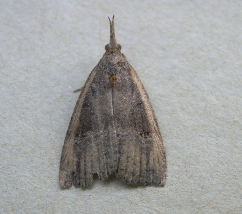 Buttoned Snout (Hypena rostralis)
