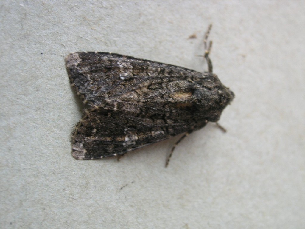 Cabbage Moth (Mamestra brassicae)
