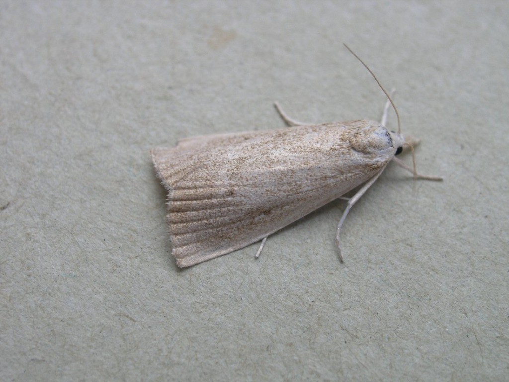 (Calamotropha paludella)