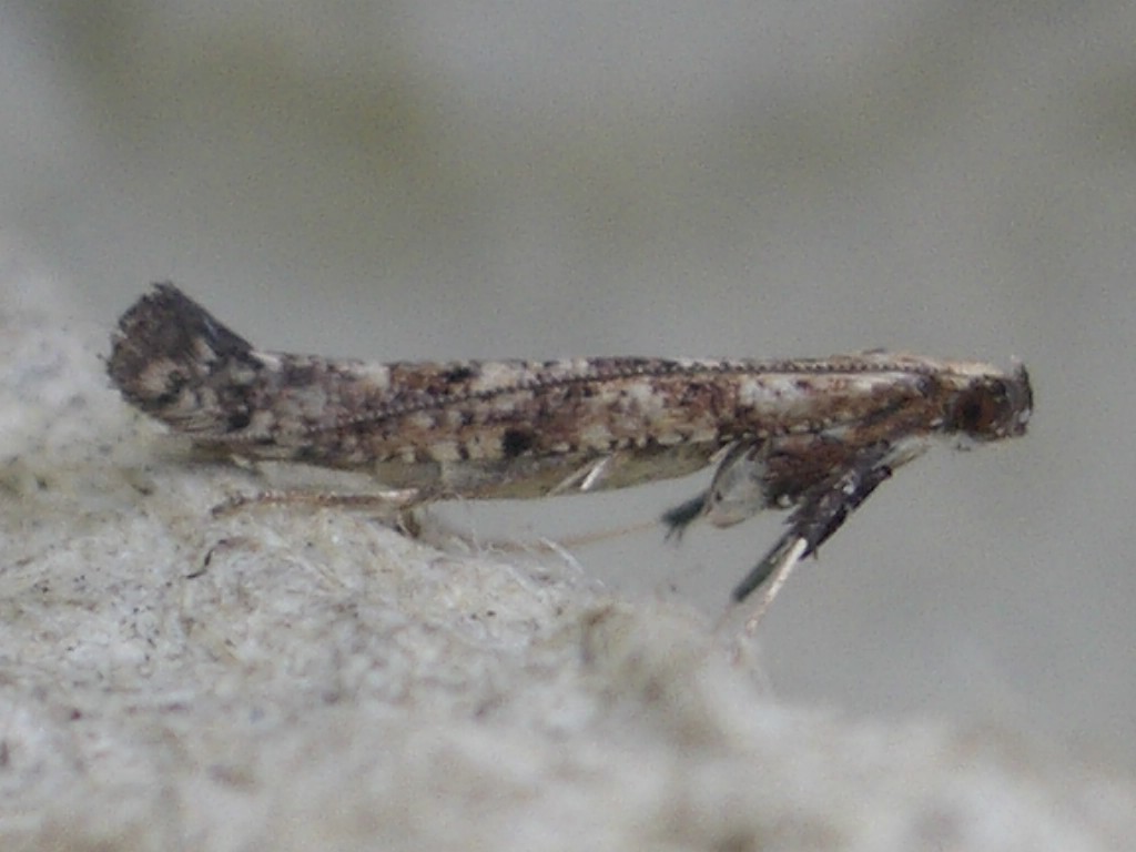 (Caloptilia populetorum)