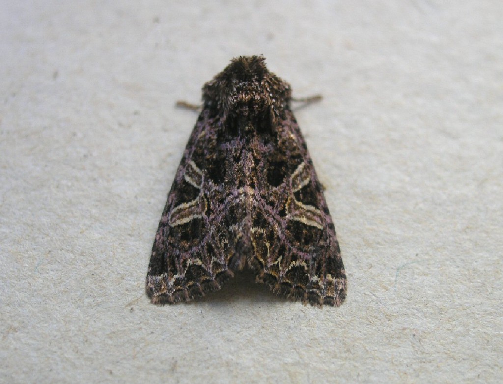 The Campion (Sideridis rivularis)