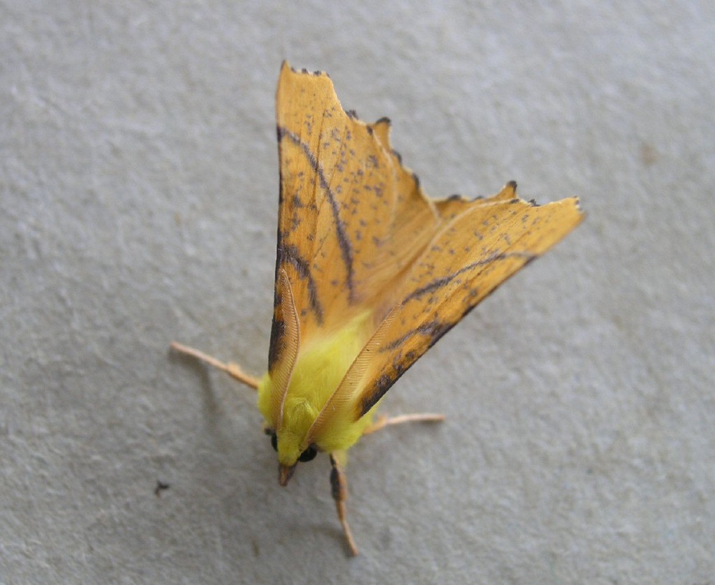 Canary-shouldered Thorn (Ennomos alniaria)