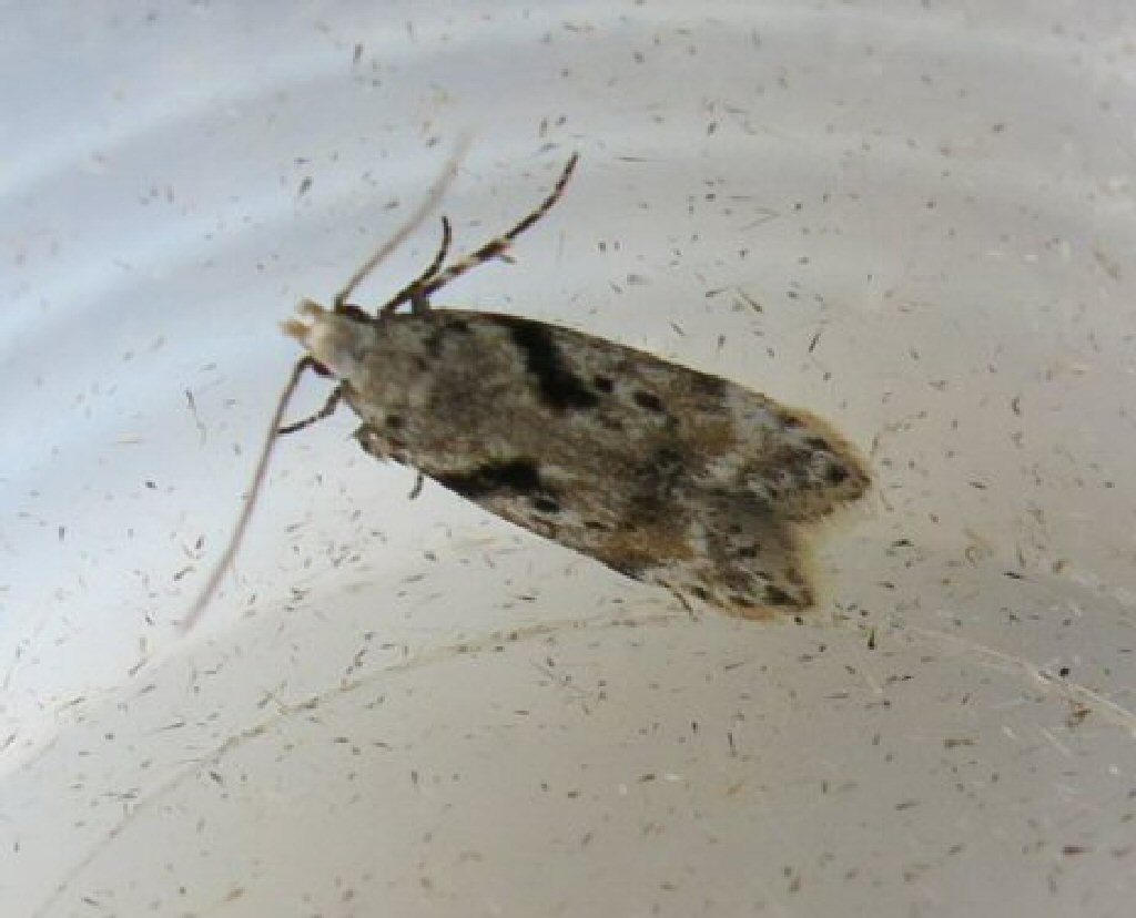 (Caryocolum blandella)