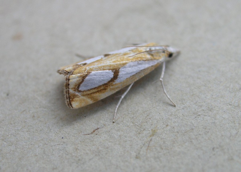 (Catoptria pinella)