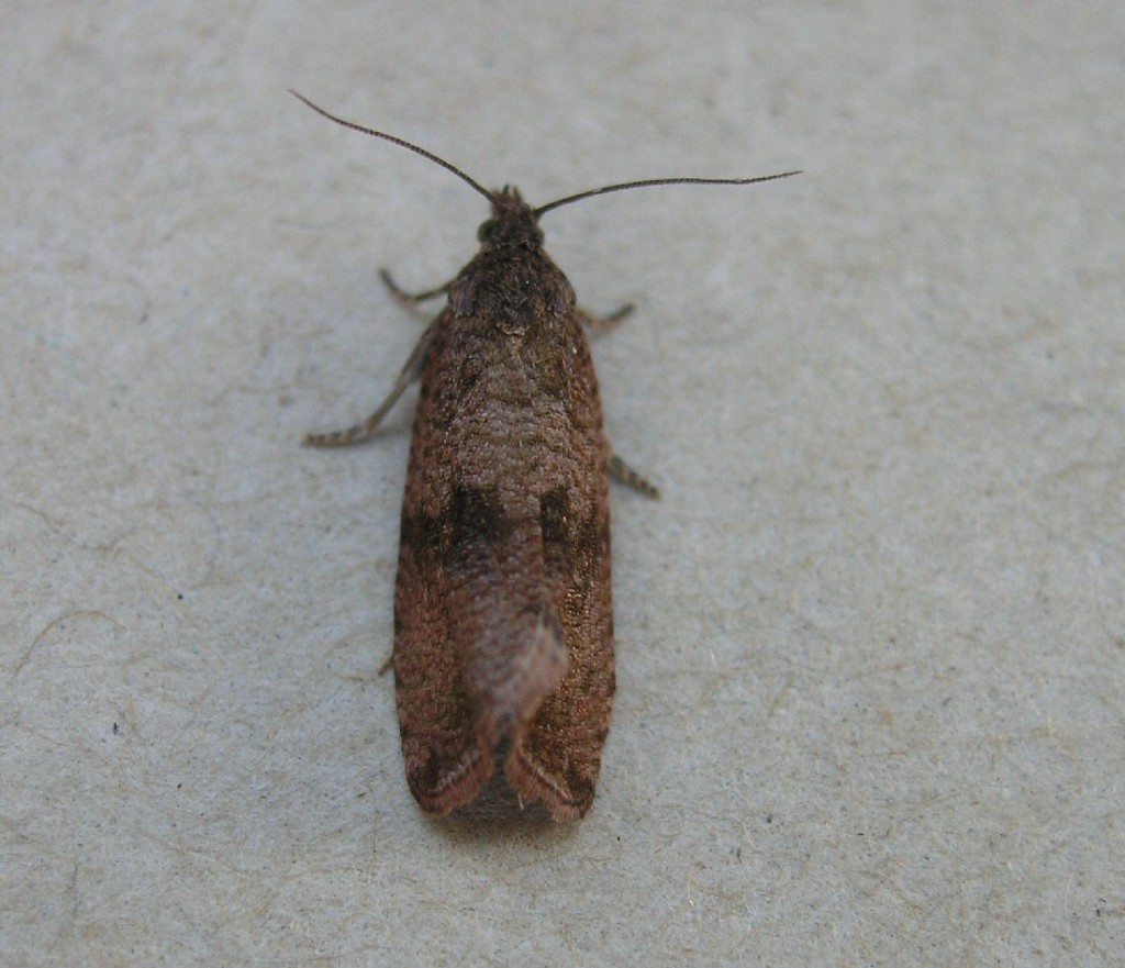 (Celypha striana)