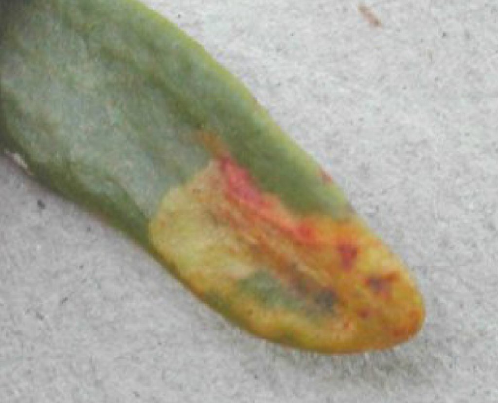 (Celypha woodiana)