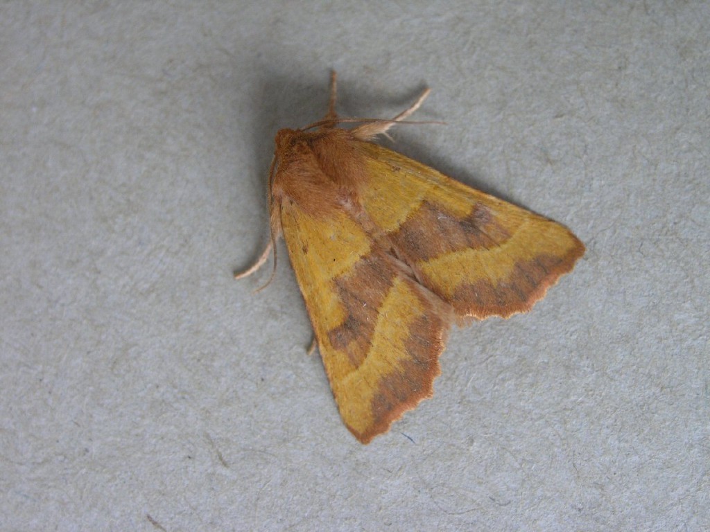 Centre-barred Sallow (Atethmia centrago)