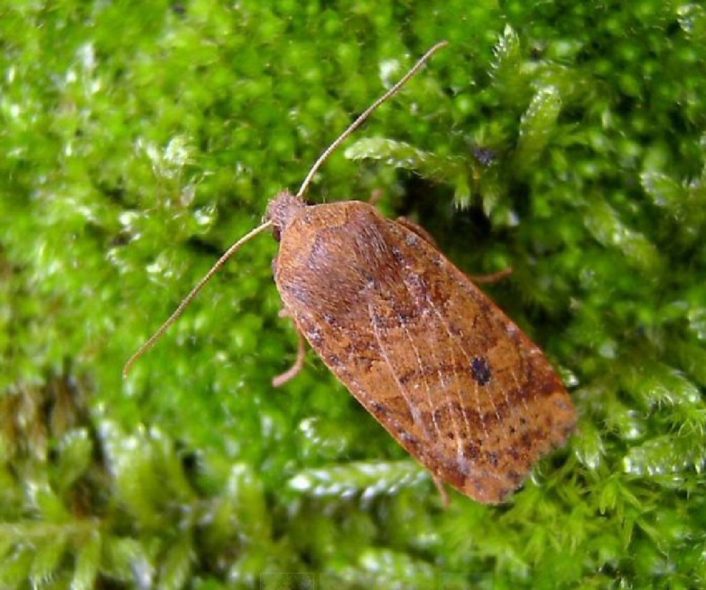 The Chestnut (Conistra vaccinii)