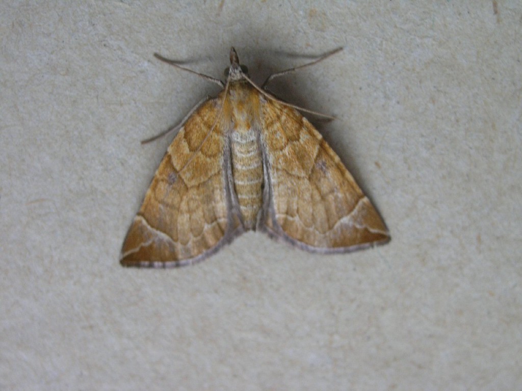 The Chevron (Eulithis testata)