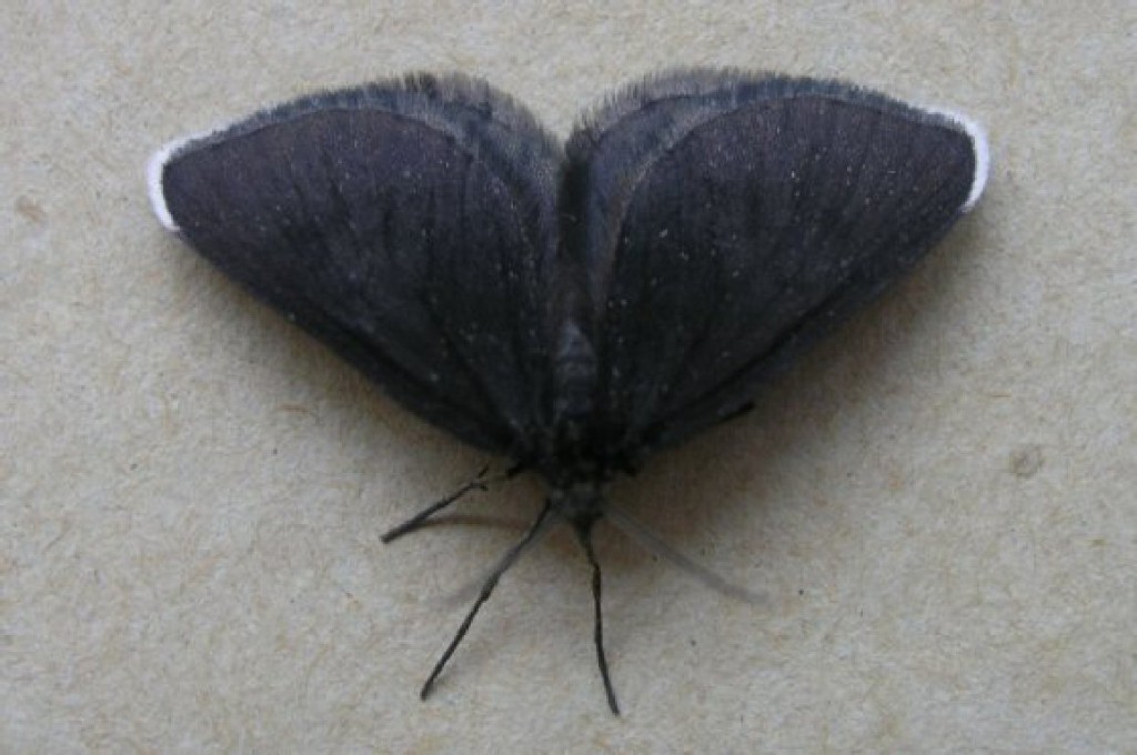 Chimney Sweeper (Odezia atrata)