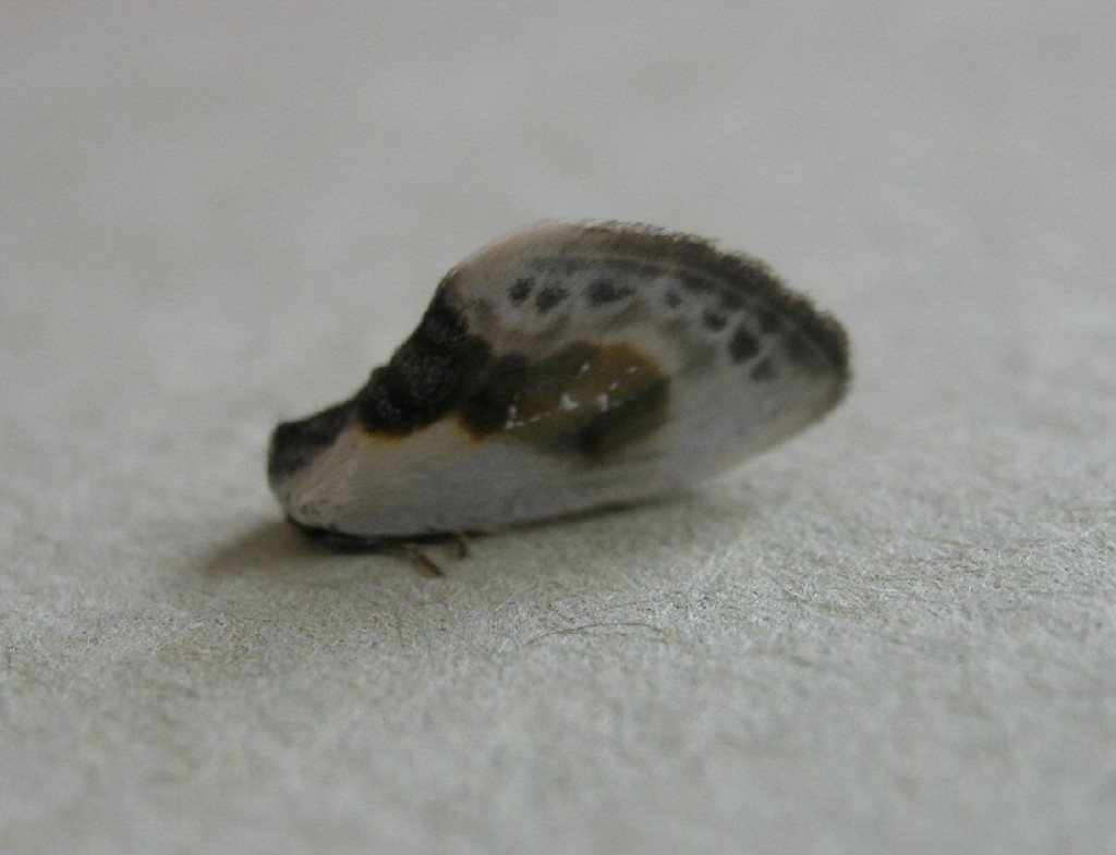 Chinese Character (Cilix glaucata)