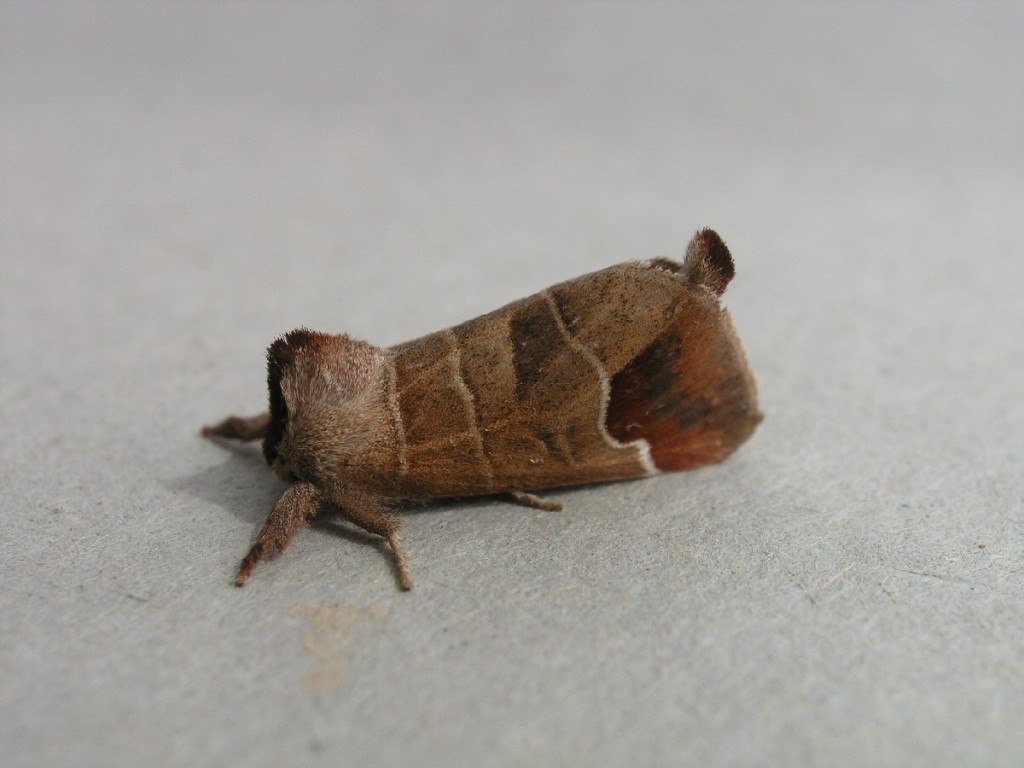 Chocolate-tip (Clostera curtula)
