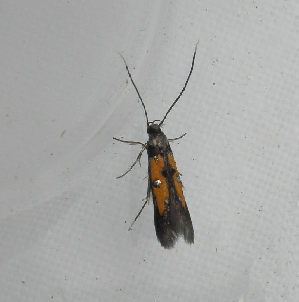 (Chrysoclista linneella)