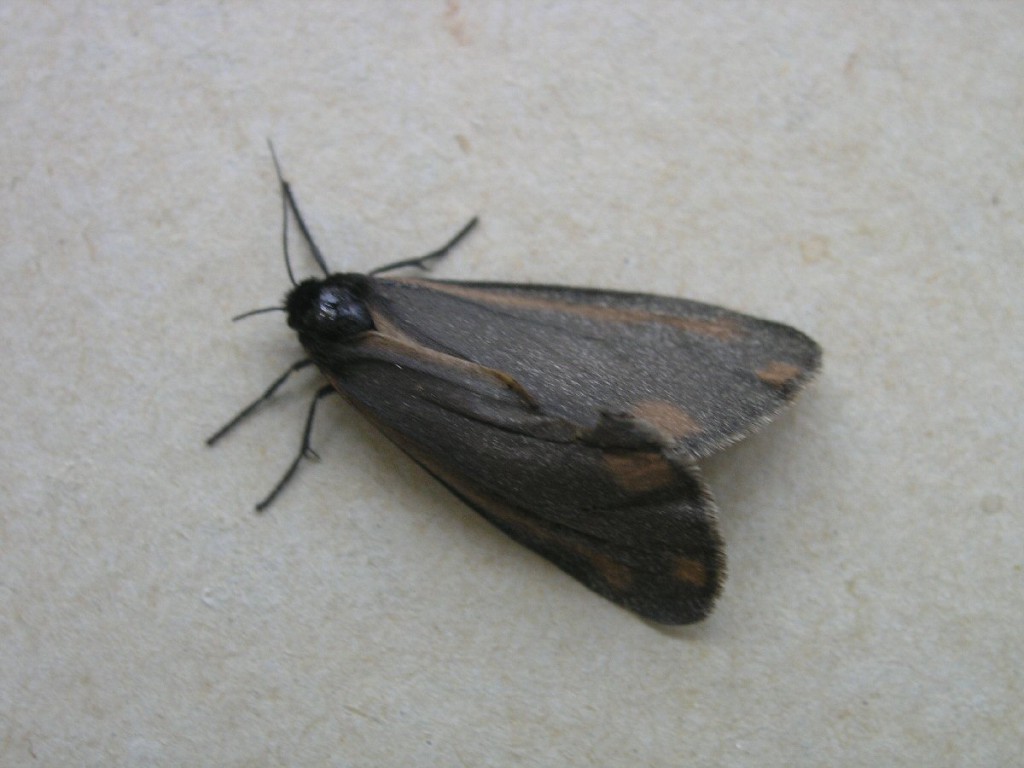 The Cinnabar (Tyria jacobaeae)