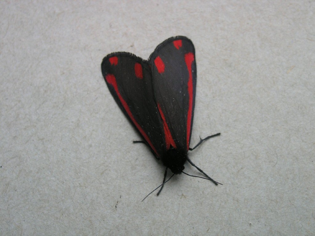 The Cinnabar (Tyria jacobaeae)