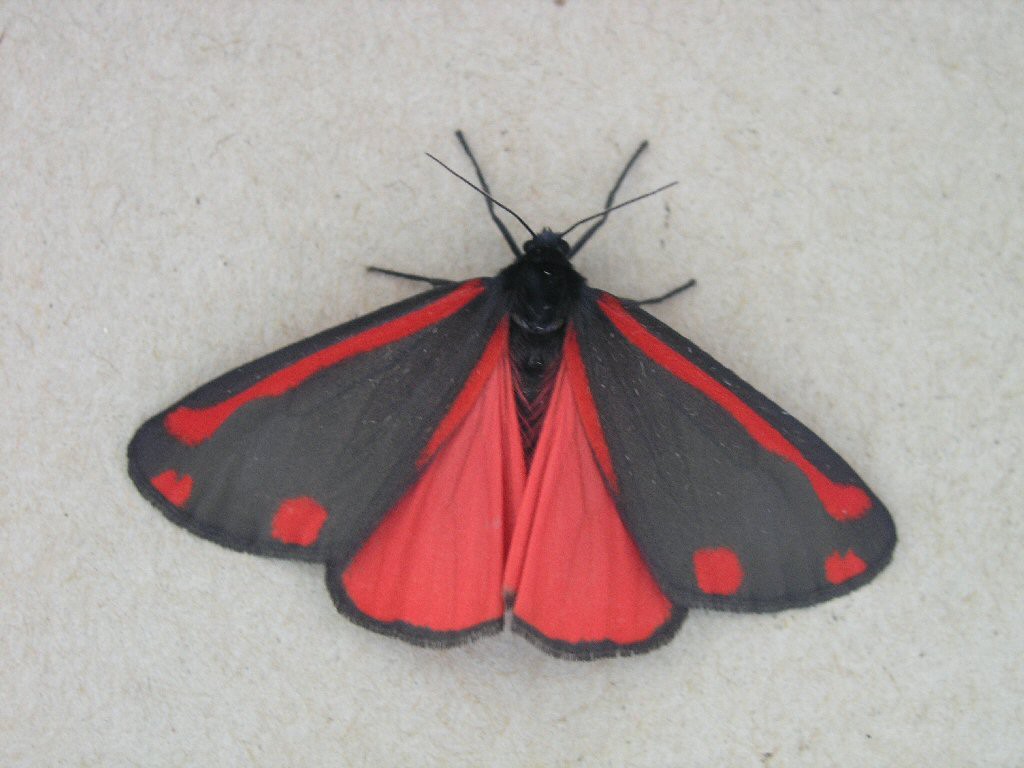 The Cinnabar (Tyria jacobaeae)