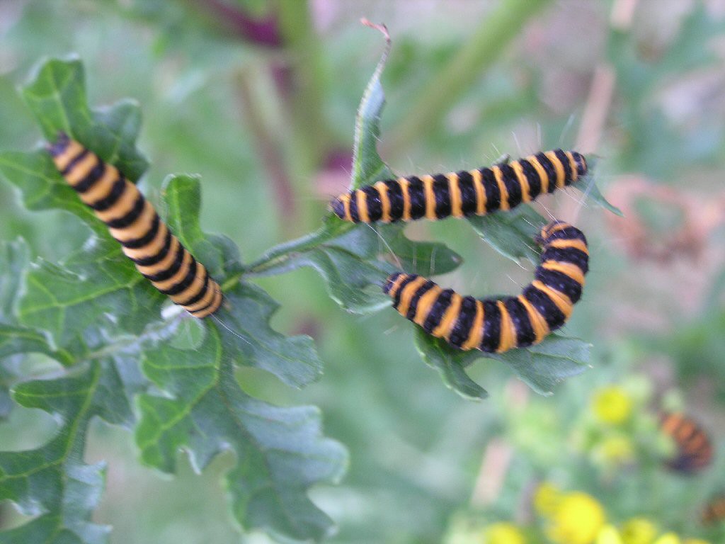 The Cinnabar (Tyria jacobaeae)