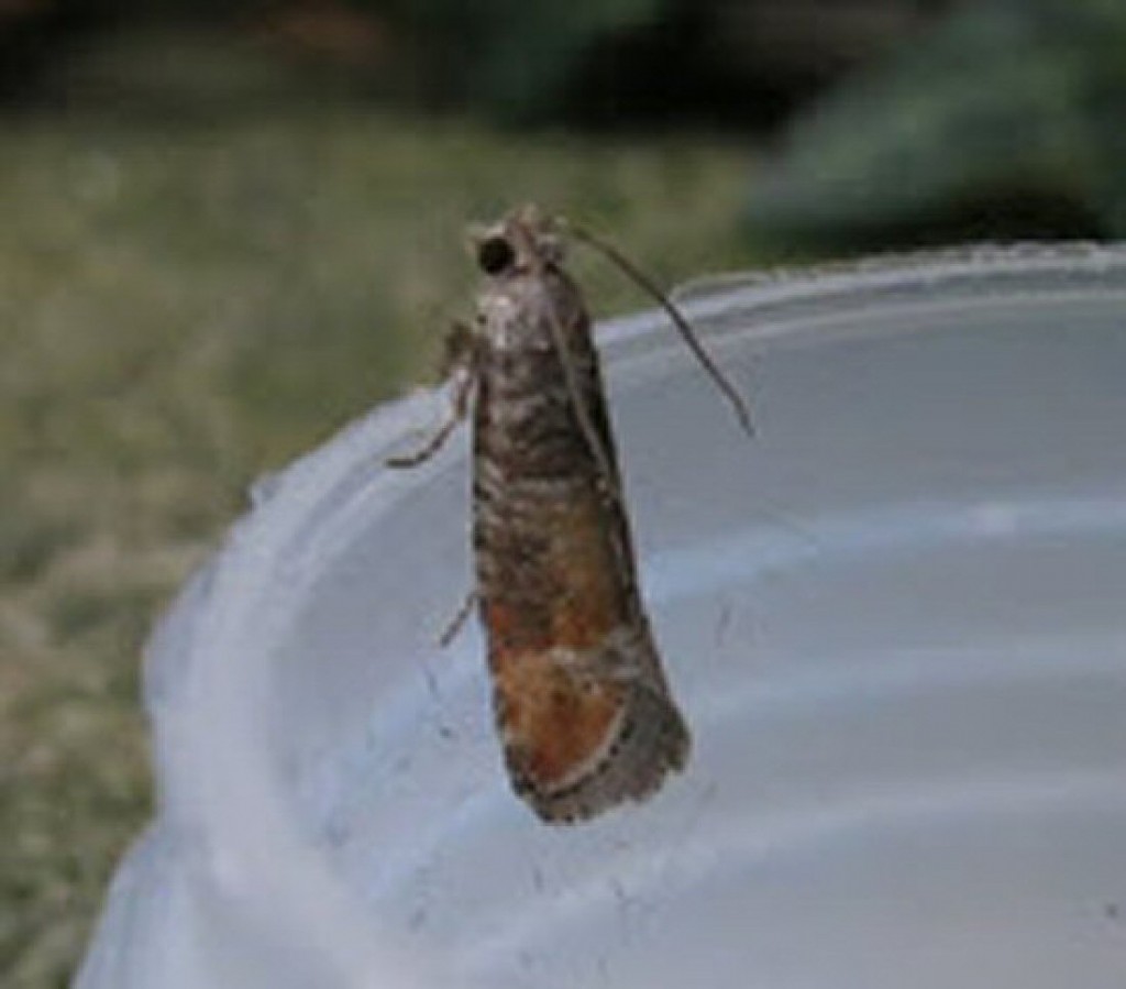 Pine Leaf-mining Moth (Clavigesta purdeyi)