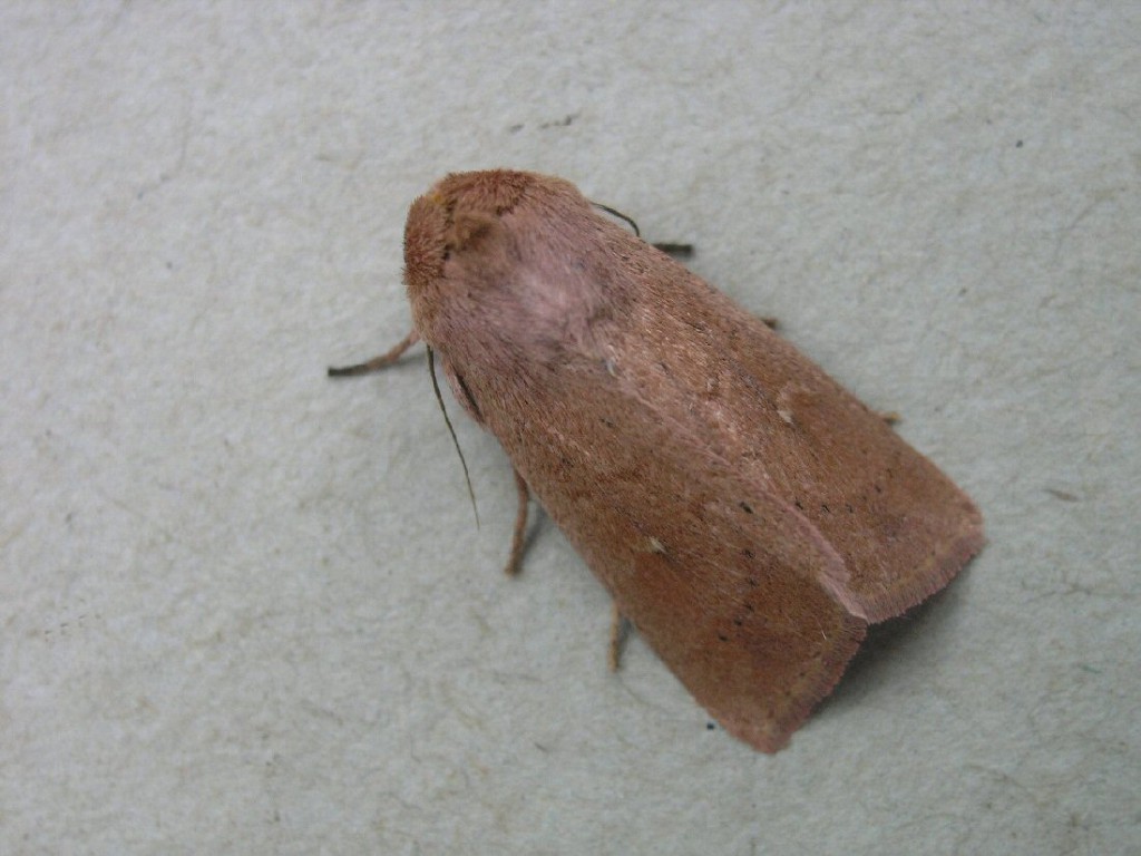 The Clay (Mythimna ferrago)