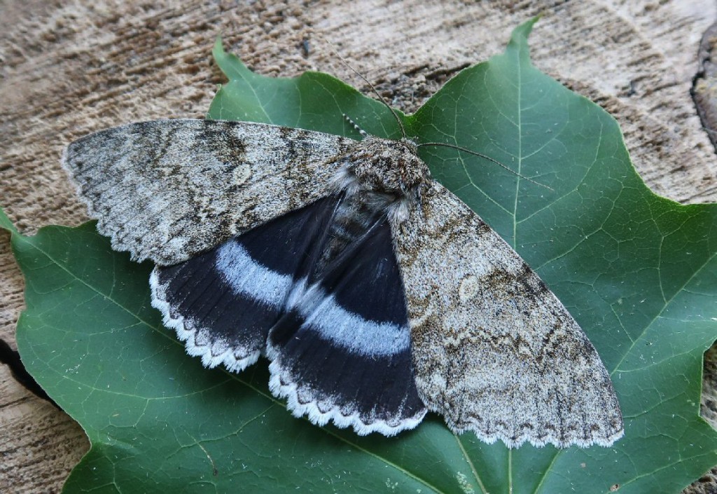 Clifden Nonpareil (Catocala fraxini)