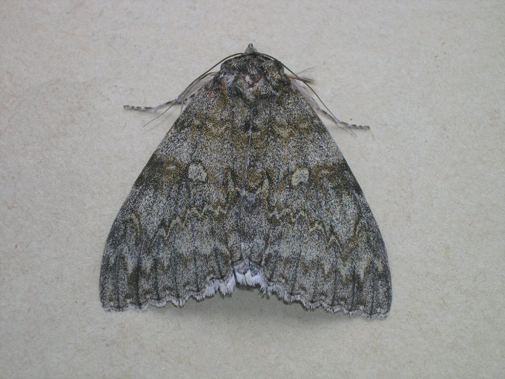 Clifden Nonpareil (Catocala fraxini)