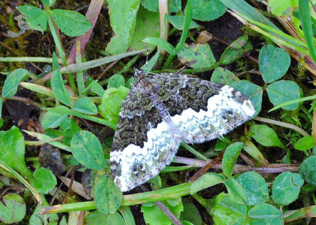 Cloaked Carpet (Euphyia biangulata)