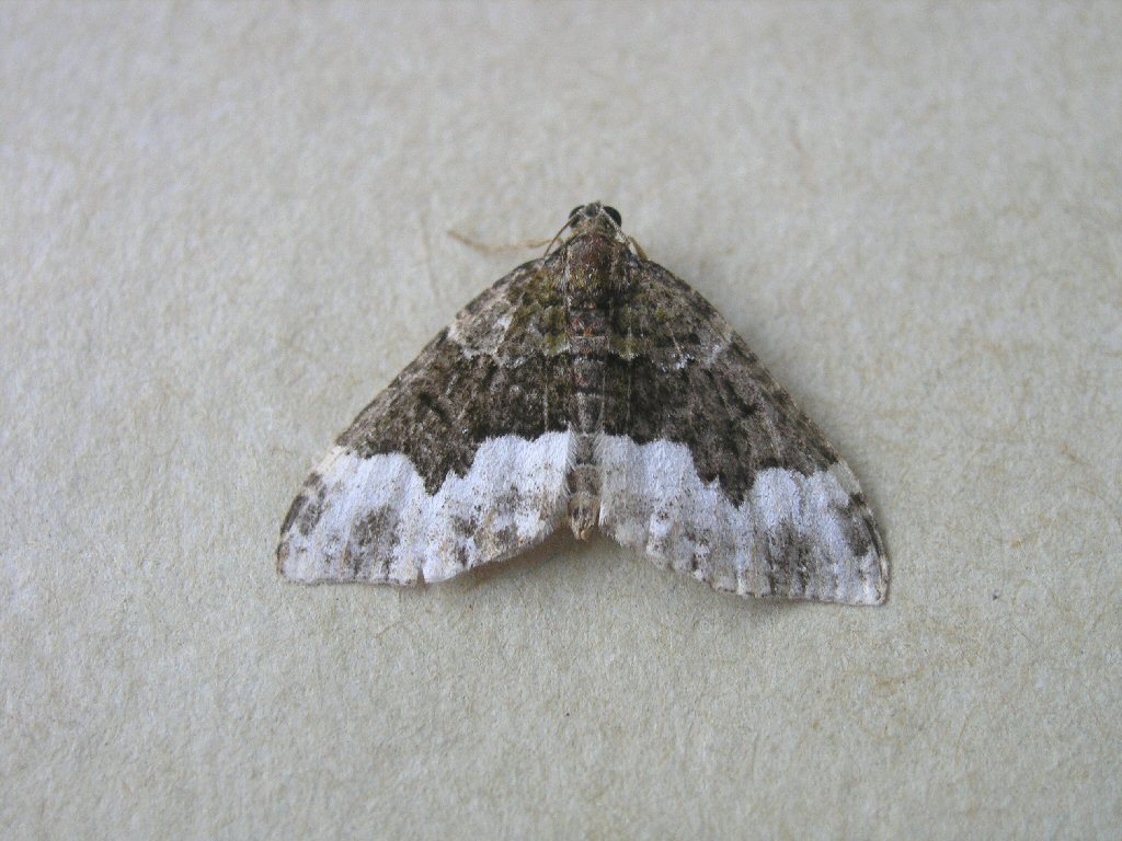 Cloaked Carpet (Euphyia biangulata)