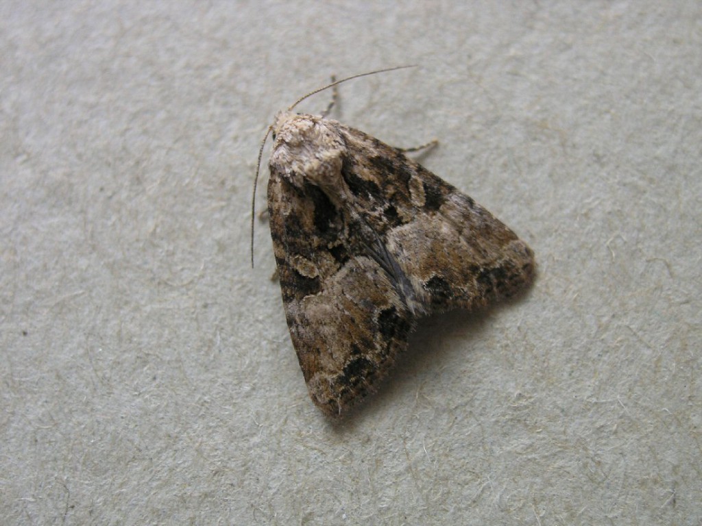 Cloaked Minor (Mesoligia furuncula)