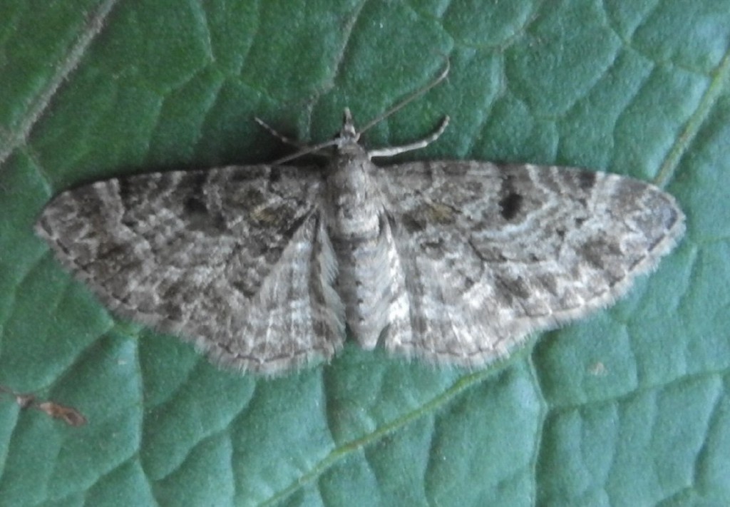 Cloaked Pug (Eupithecia abietaria)