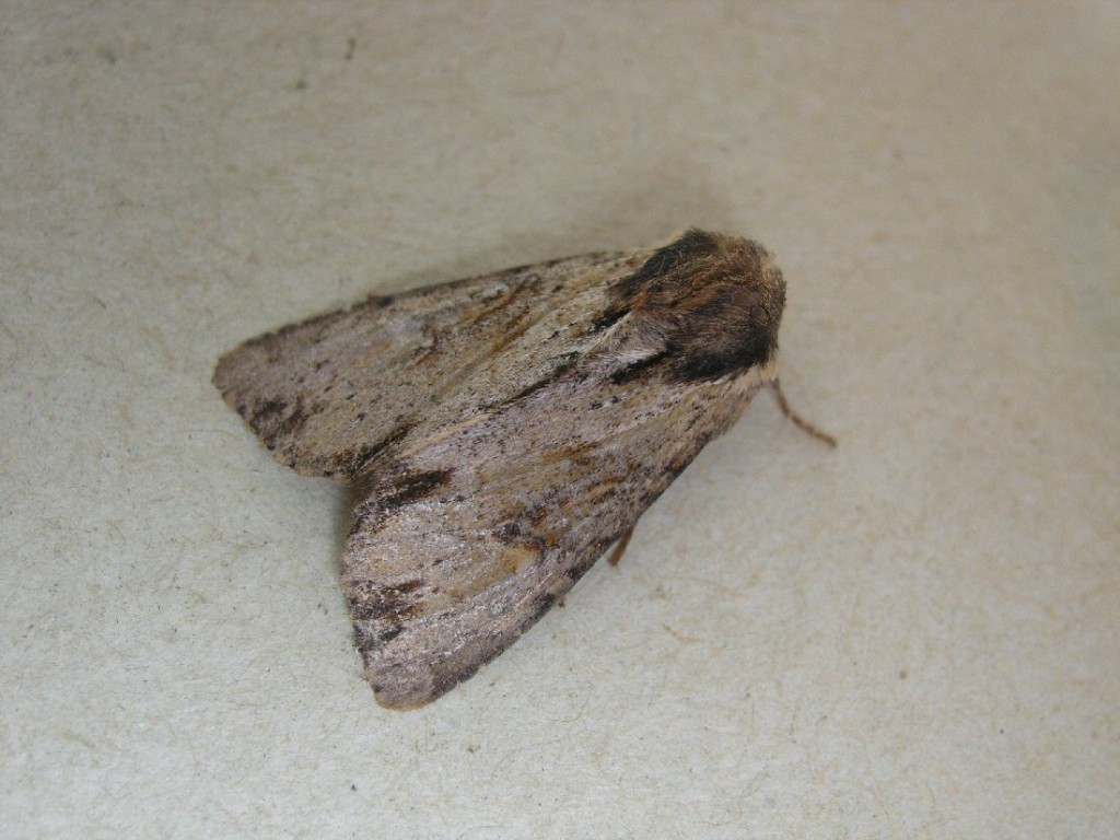 Clouded-bordered Brindle (Apamea crenata)