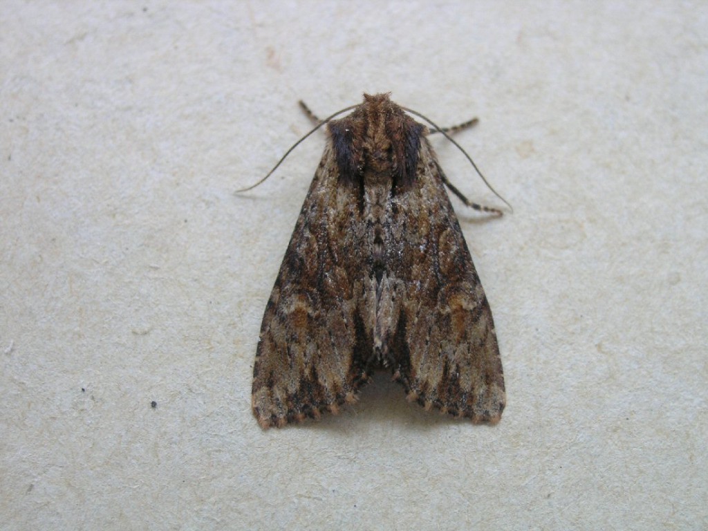 Clouded Brindle (Apamea epomidion)