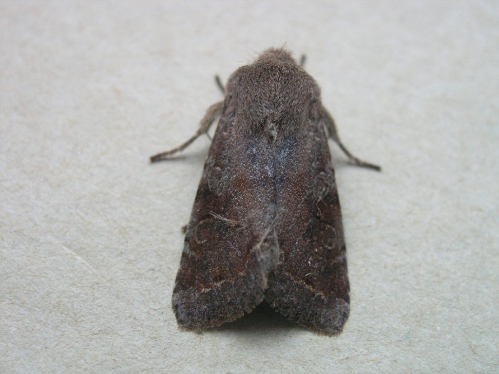 Clouded Drab (Orthosia incerta)
