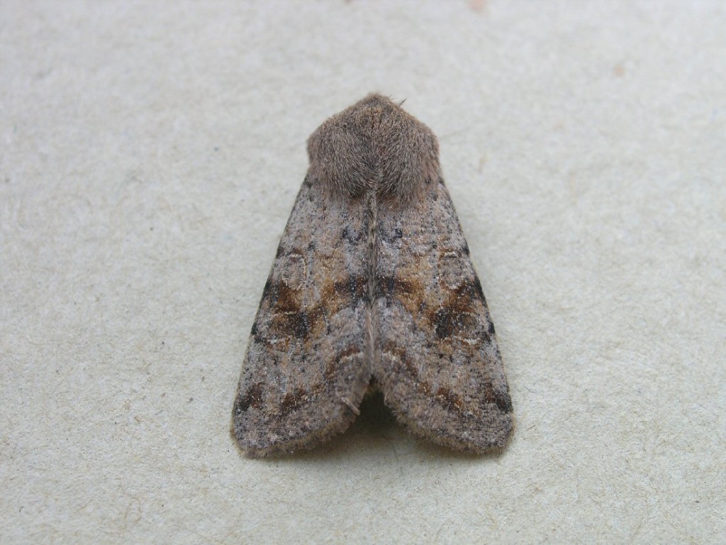 Clouded Drab (Orthosia incerta)