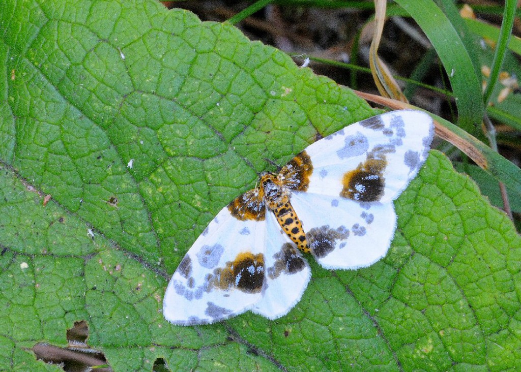 Clouded Magpie (Abraxas sylvata)
