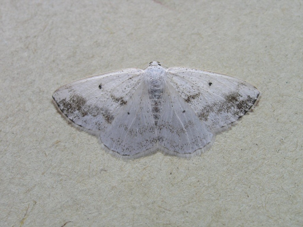 Clouded Silver (Lomographa temerata)